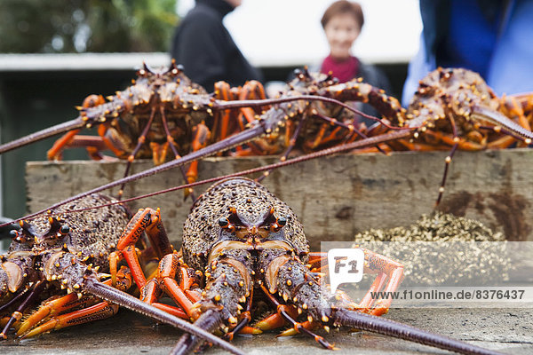 Freshly Caught Crayfish  Kaikoura  New Zealand