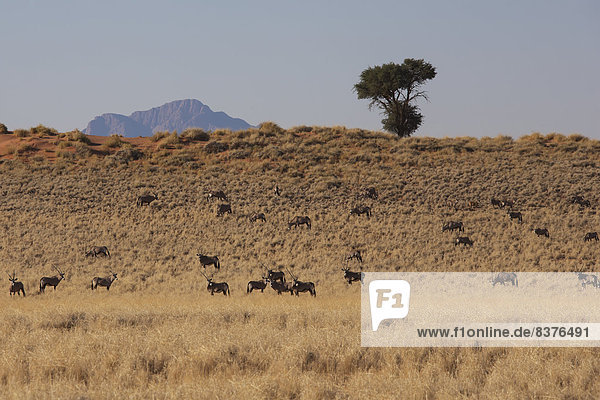 Herde  Herdentier  trocken  Feld  Namibia