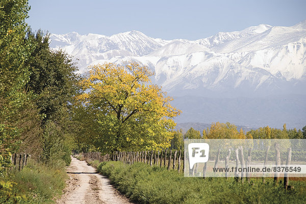 Berg Baum Bauernhof Hof Höfe Fernverkehrsstraße Hintergrund bedecken Argentinien Mendoza Schnee