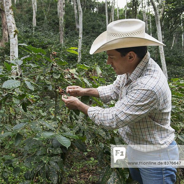 A Farmer Picks Berries Off A Plant  Zacapa  Guatemala