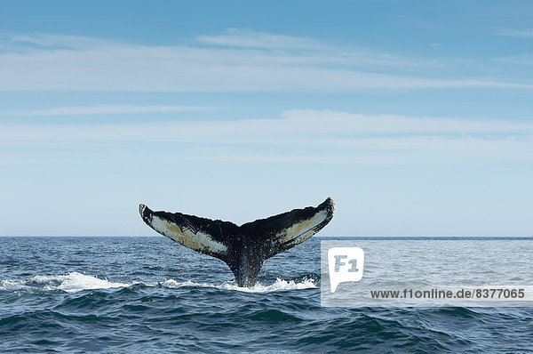 tauchen  Bucht  Kanada  Nova Scotia  Neuschottland  Wal
