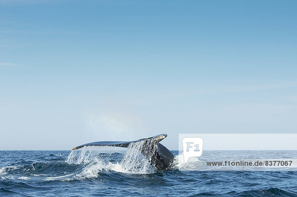 tauchen  Bucht  Kanada  Nova Scotia  Neuschottland  Wal