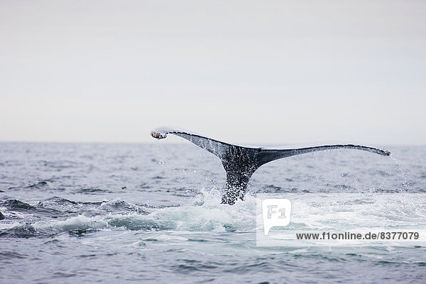 Vereinigte Staaten von Amerika  USA  Wasser  tauchen  Massachusetts  Provincetown  Wal