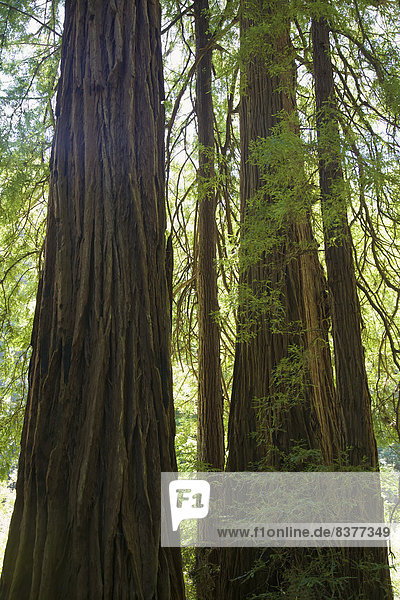 Vereinigte Staaten von Amerika  USA  Laubwald  Monument  Moor  Kalifornien  Marin County