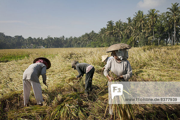Frau  arbeiten  Feld  Reis  Reiskorn  Indonesien