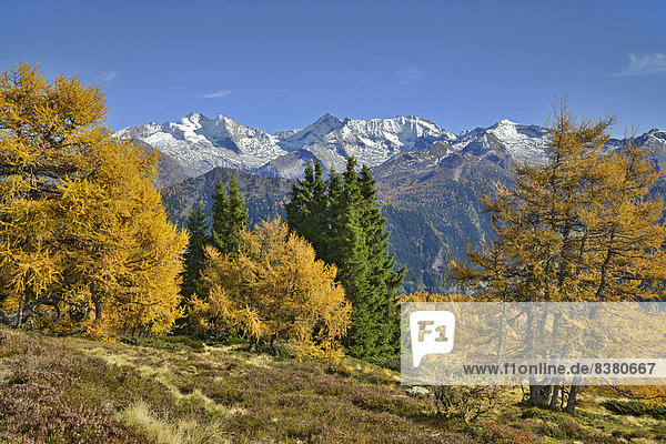 Larch forest (Larix) in autumn  behind the Zillertal Alps  Tyrol  Austria