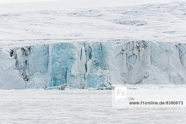 Bär  nahe  Europa  Norwegen  Gletscher  Spitzbergen  Erwachsener  Skandinavien  Svalbard