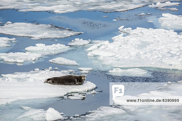 Europa  Eis  Norwegen  Spitzbergen  Eisscholle  Erwachsener  Skandinavien  Robbe  Meerenge  Svalbard