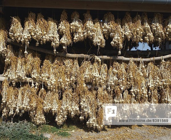 Die Trauben von Knoblauch hängen in einer Scheune, Bretagne, Frankreich