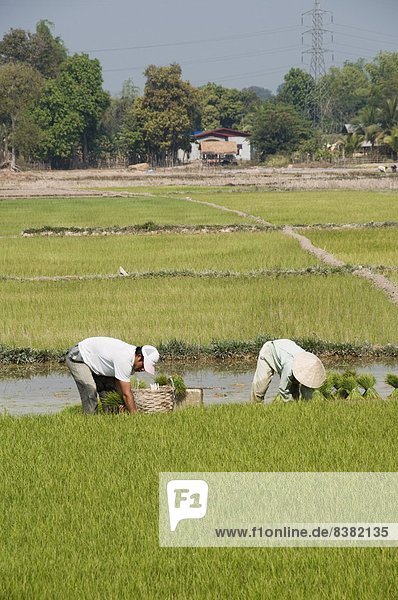 Planting rice  Vientiane  Laos