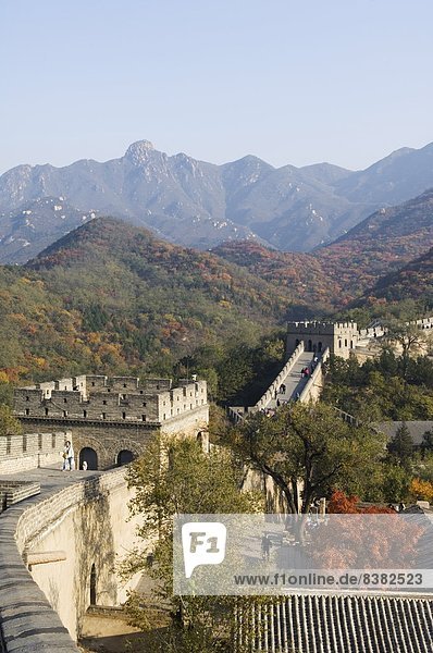Autumn colours and a watch tower on The Great Wall of China  UNESCO World Heritage Site  Badaling  China  Asia