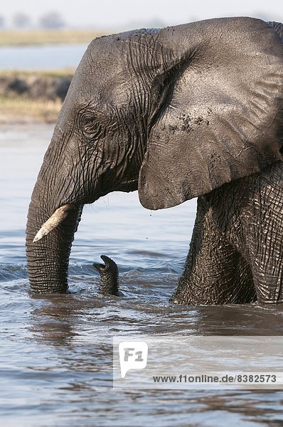Elefant (Loxodonta africana)  Chobe Nationalpark  Botsuana  Afrika