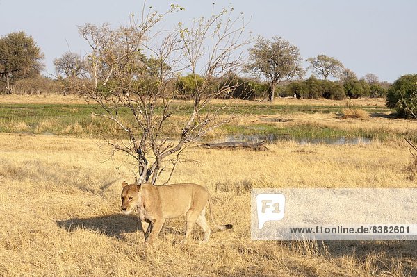 Lions (Panthera leo)  Okavango delta  Botswana  Africa