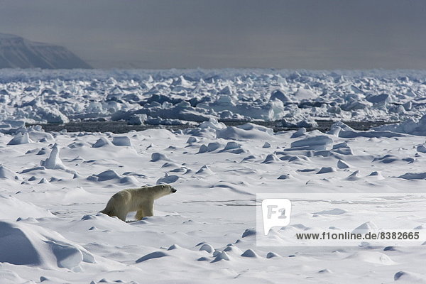 Bär  Europa  Eis  Norwegen  Spitzbergen  Skandinavien  Svalbard