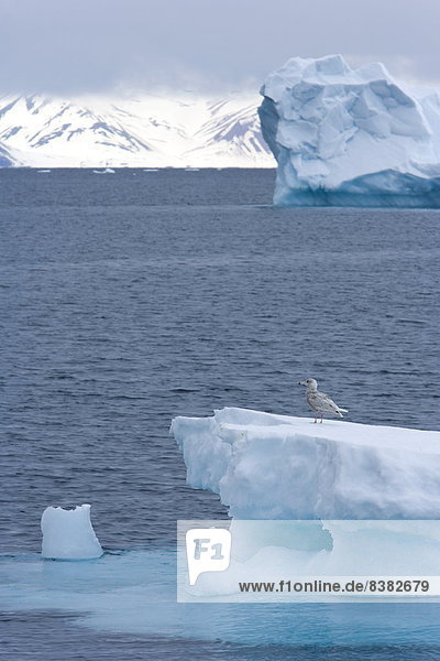 Eisberg  Europa  Norwegen  jung  groß  großes  großer  große  großen  Spitzbergen  Skandinavien  Svalbard