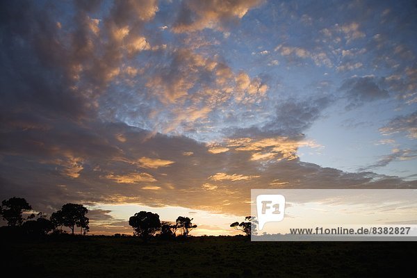 Masai Mara National Reserve  Kenia  Ostafrika  Afrika