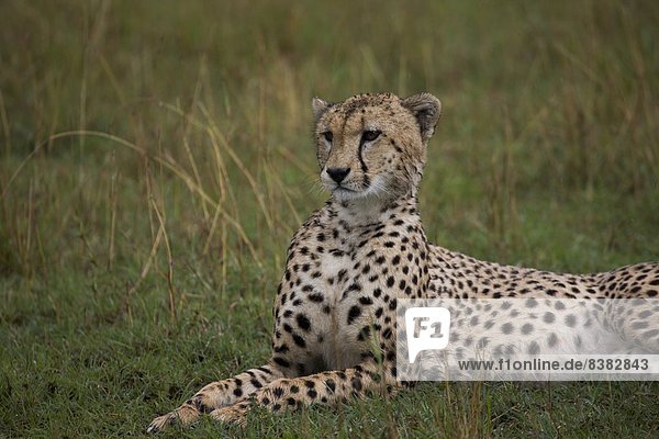 Cheetah (Acinonyx jubatus)  Masai Mara National Reserve  Kenya  East Africa  Africa