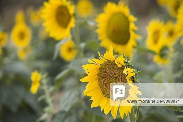 Sonnenblumen im Feld  Toskana  Italien