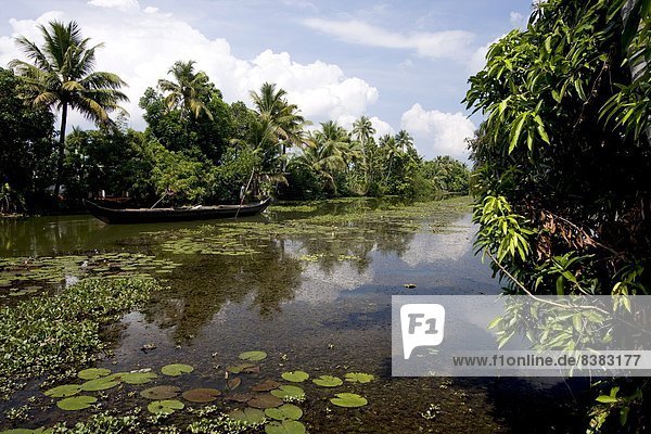 Backwaters of Kumarakom  Kottayam  Kerala  India  Asia