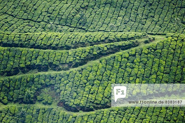 Tea gardens  Munnar  Kerala  India  Asia