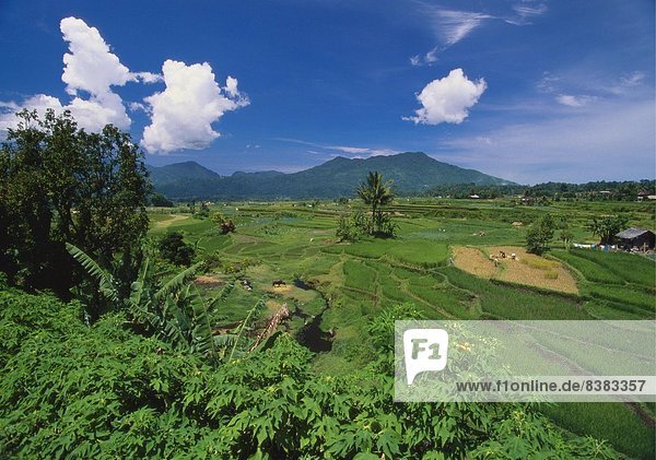 Minangkabau Reisfelder  Bukittingi  Sumatra  Indonesien