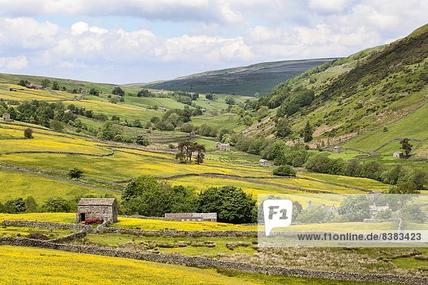 nahe Europa Sommer Großbritannien Yorkshire and the Humber Hahnenfussgewächs England Swaledale