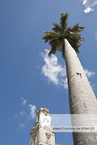 Palme und Glockenturm gegen blauen Himmel,  Tiefblick