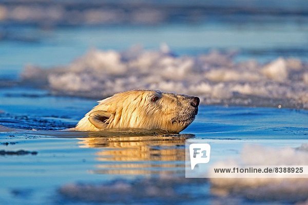 Eisbär Ursus maritimus nahe Außenaufnahme Vereinigte Staaten von Amerika USA geselliges Beisammensein Absperrung Eis Insel 1 vorwärts schwimmen Kaktovik Alaska Erwachsener Alaska Schneematsch Eisbär Ursus maritimus