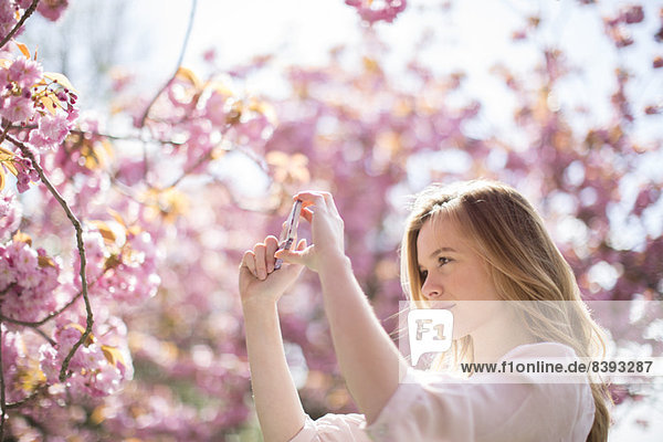 Frau fotografiert rosa Blüten am Baum