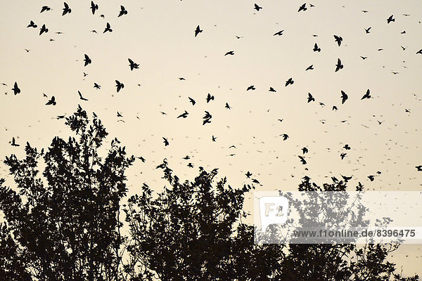 Vogelschwarm  Stare (Sturnus vulgaris) bei ihrem Schlafbaum  Italien