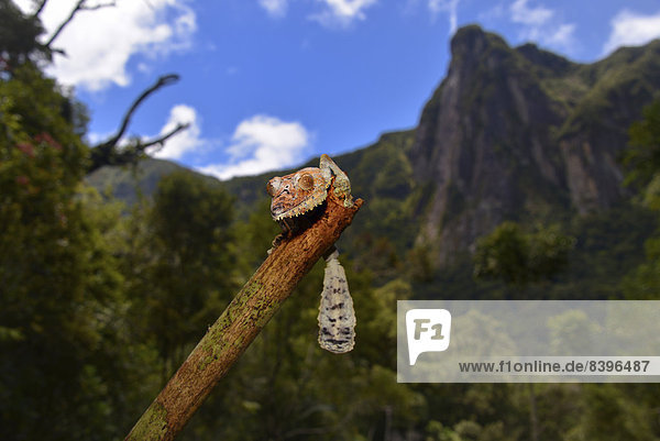 Riesen-Blattschwanzgecko (Uroplatus giganteus)  Marojejy-Nationalpark  Madagaskar