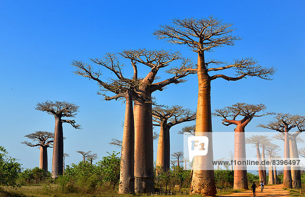 Baobab-Bäume (Adansonia grandidieri)  Avenue of the Baobabs  Morondava  Madagaskar
