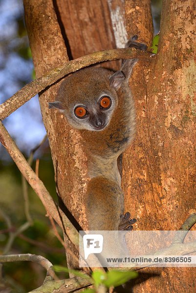 Ankarana-Wieselmaki (Lepilemur ankaranensis)  Ankarana-Nationalpark  Madagaskar