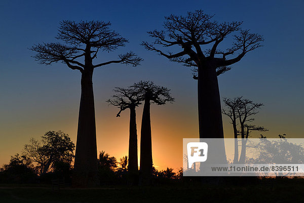 Affenbrotbäume (Adansonia grandidieri) auf der Baobab-Allee im Sonnenuntergang  Morondava  Madagaskar