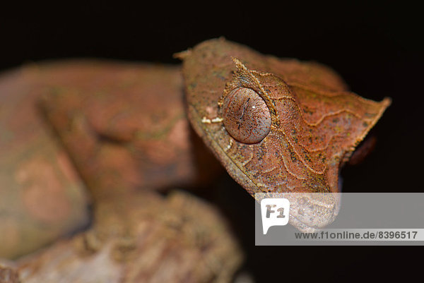 Gespenst-Plattschwanzgecko (Uroplatus phantasticus)  Nationalpark Ranomafana  Madagaskar