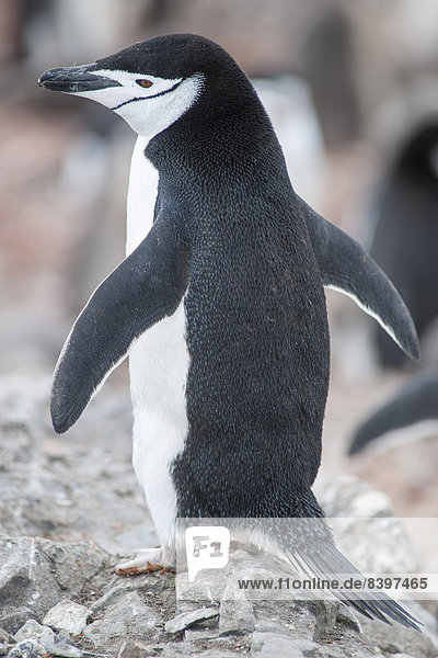 Zügelpinguin (Pygoscelis antarcticus)  Hannah Point  Livingston Island  Antarktis