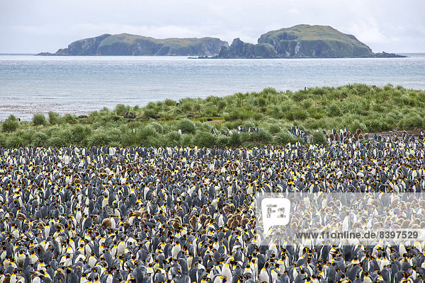 Eine große Kolonie Königspinguine (Aptenodytes patagonicus)  Salisbury Plain  Südgeorgien und die Südlichen Sandwichinseln  Britisches Überseegebiet