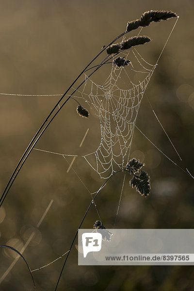 Spinnweben mit Tautropfen auf einer Wiese  Woiwodschaft Ermland-Masuren  Polen