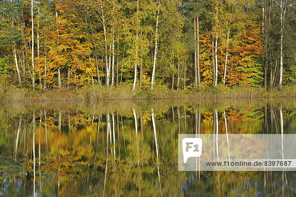Herbstwald mit Spiegelung in einem See  Haren  Emsland  Niedersachsen  Deutschland