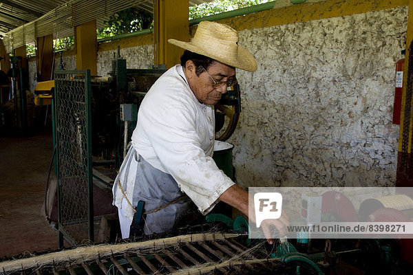 Sisalarbeiter auf der Hacienda de Sotuta de Peon  Mérida  Yucatán  Mexiko
