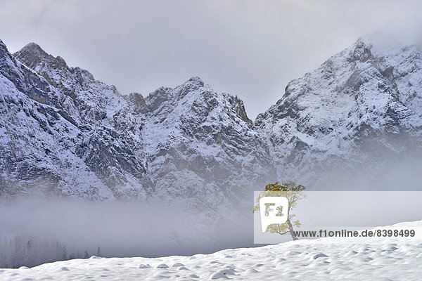 Berg-Ahorn (Acer pseudoplatanus)  dahinter die Grubenkar-Wände  Großer Ahornboden  Karwendel-Gebirge  Tirol  Österreich