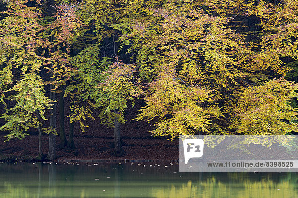 Bunte Herbstbäume am Ufer vom Berglsteiner See  Breitenbach  Tirol  Österreich