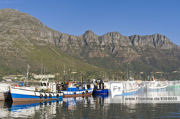 Fish trawlers in the harbor of Hout Bay  Cape Town  Western Cape  South Africa