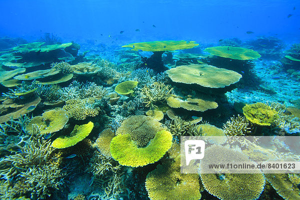 Korallenriff Okinawa