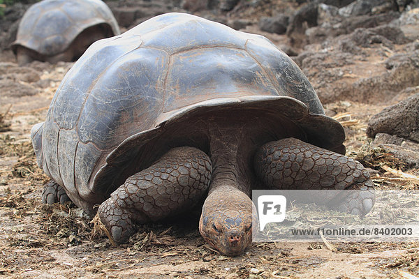 Galapagosinseln  Landschildkröte  Schildkröte