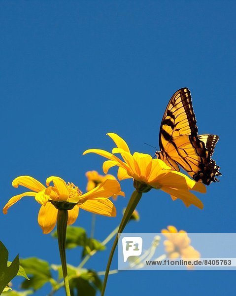 Ringelblume Calendula officinalis Vereinigte Staaten von Amerika USA Sonnenblume helianthus annuus Blume Baum Schmetterling hocken - Tier 1 Florida