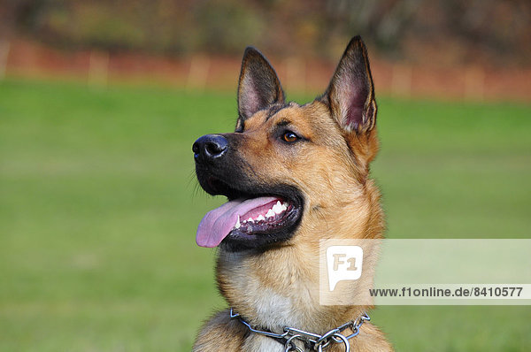 Malinois  Belgischer Schäferhund  Portrait