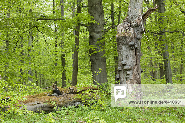 Abgestorbene Rotbuche (Fagus sylvatica) mit Zunderschwamm (Fomes fomentarius)  Nationalpark Hainich  Thüringen  Deutschland