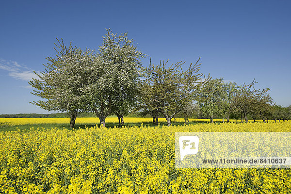 Blühende Obstbäume an einem blühenden Rapsfeld (Brassica napus)  Thüringen  Deutschland