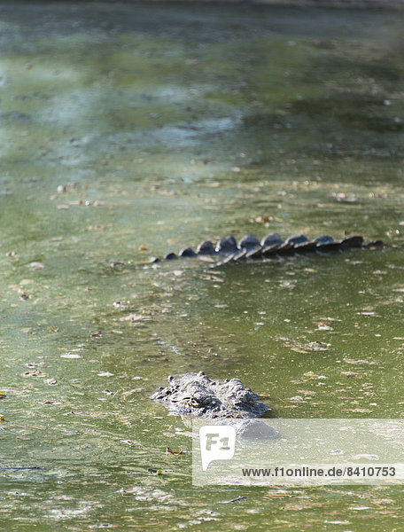 Nilkrokodil (Crocodylus niloticus)  Krokodil-Farm  Otjiwarongo  Namibia